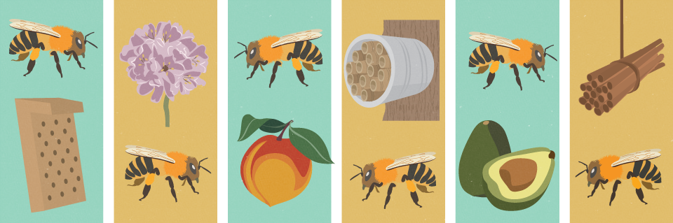 Creating A Bee Friendly Garden Fix Com
