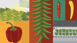 Hot Hints for Growing Chili Peppers at Home