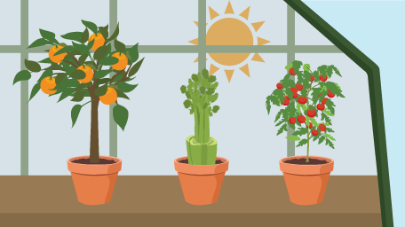 Building a Greenhouse for Your Garden
