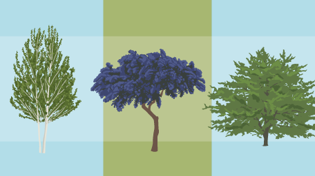Selecting the Right Tree for Your Garden