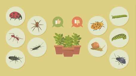 Getting Rid of Garden Pests