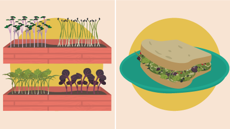 Growing and Eating Microgreens