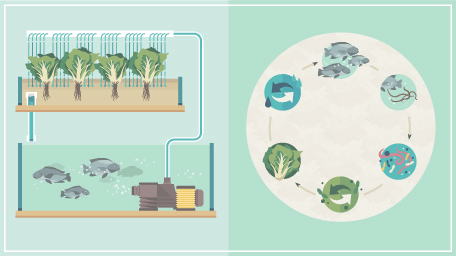 Aquaponics: The Cost-Effective, Cyclical Way to Raise Fish and Grow Plants at the Same Time