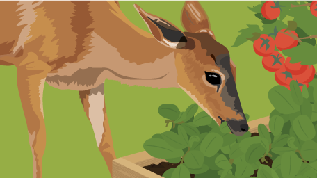 The Buck Stops Here! Strategies for Keeping Deer, Rabbits, and Other Pests Out of the Garden