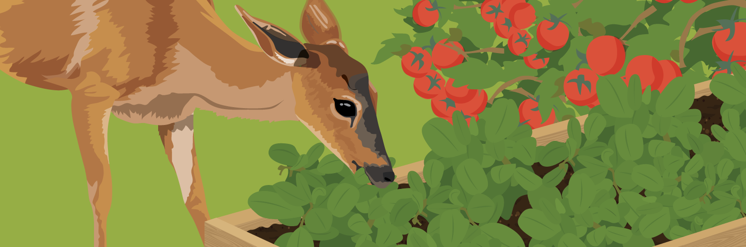 How To Keep Deer And Other Animals Out, How To Keep Deer And Rabbits Away From Garden